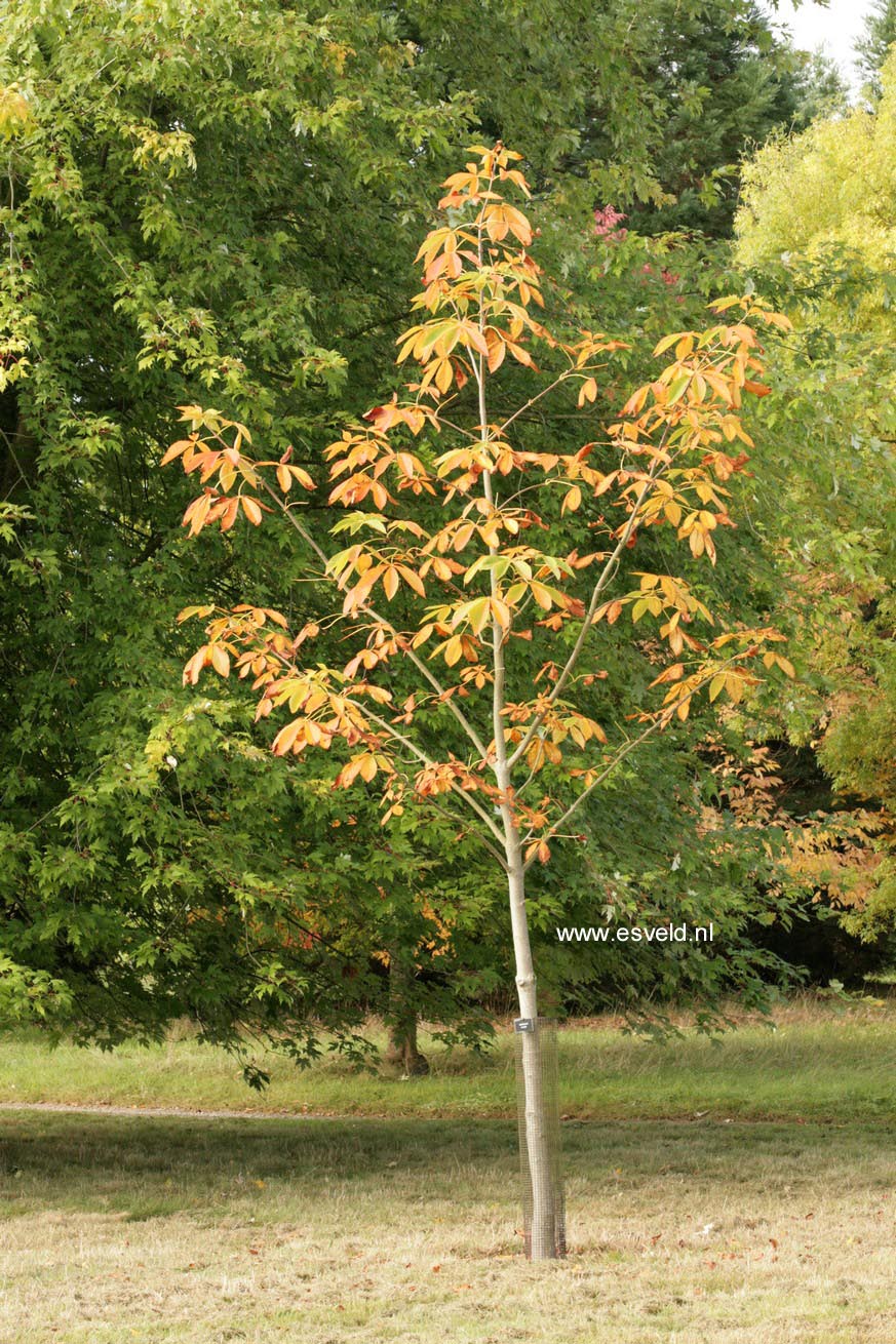 Aesculus flava