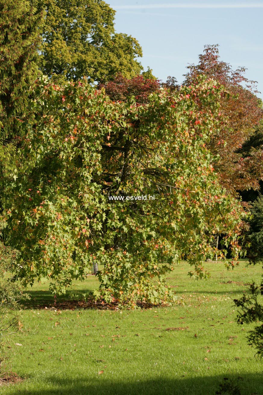 Liquidambar styraciflua 'Pendula'