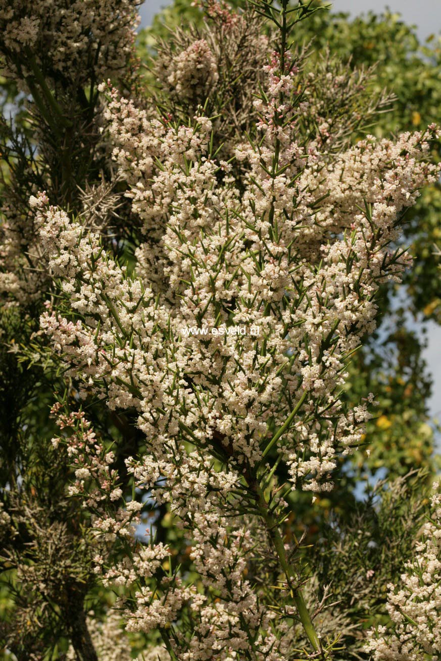 Colletia armata