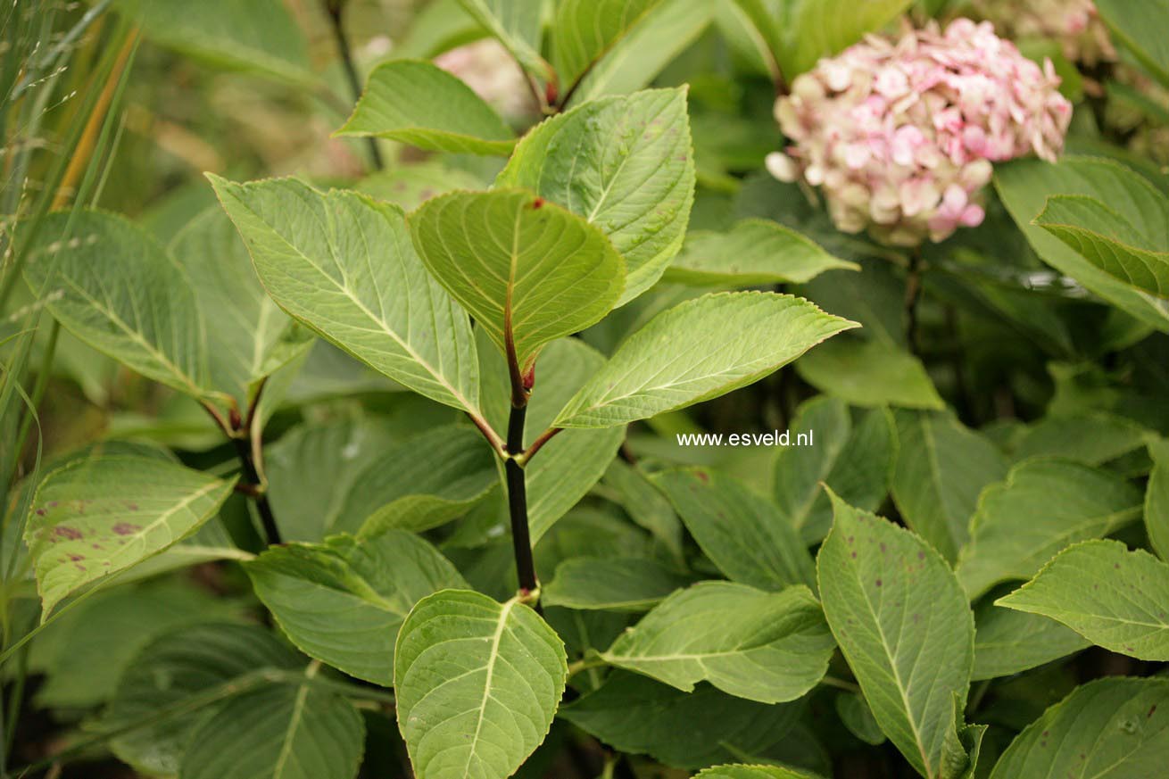 Hydrangea macrophylla 'Nigra'