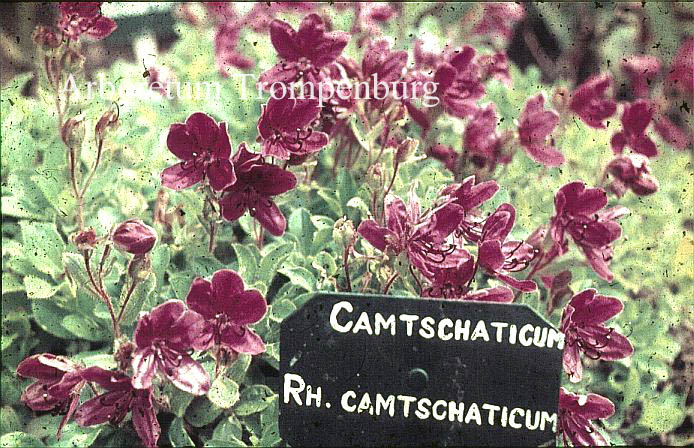 Rhododendron camtschaticum