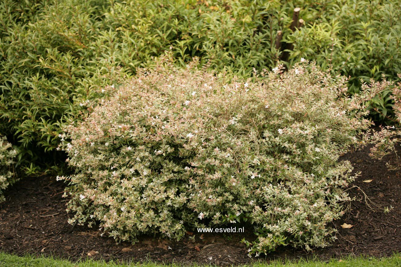 Abelia 'Conti' (CONFETTI)