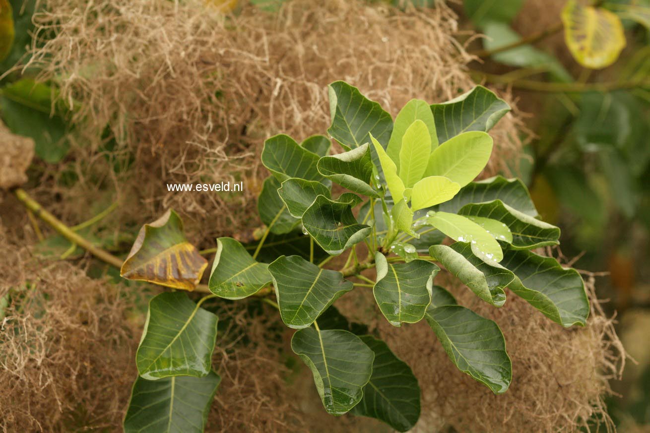 Cotinus coggygria 'Kanari'