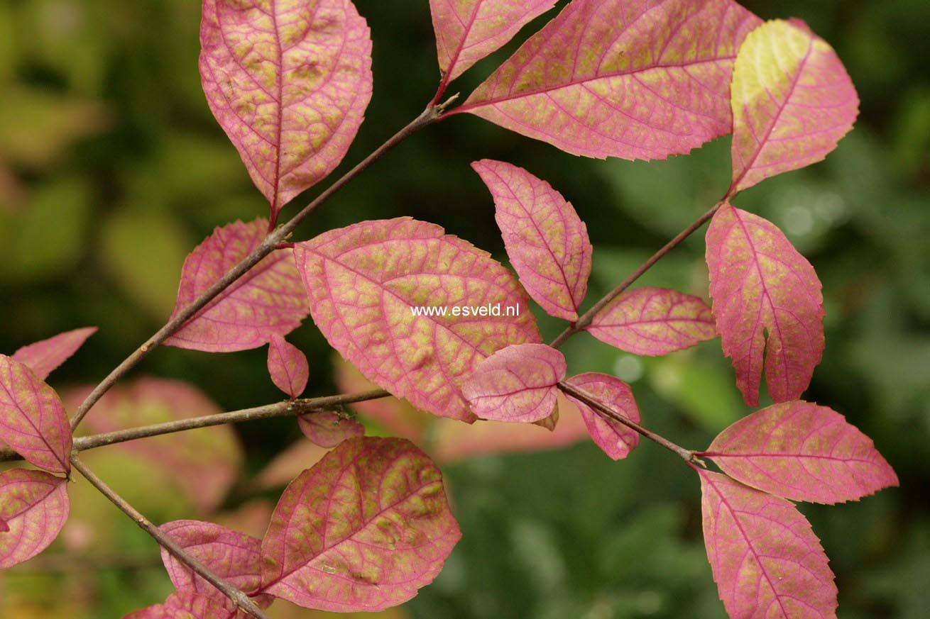 Callicarpa japonica