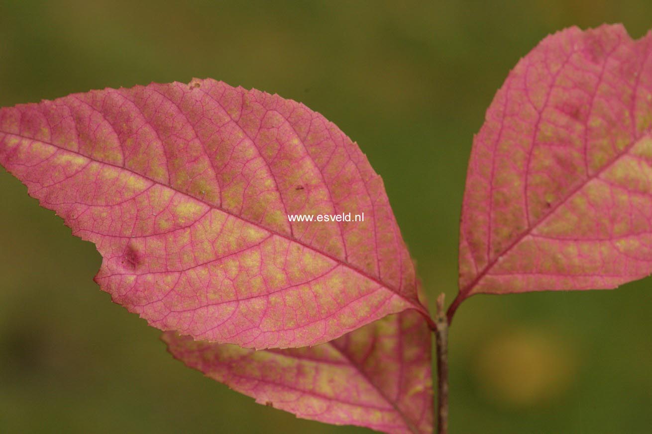 Callicarpa japonica