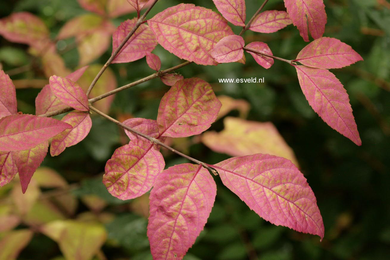 Callicarpa japonica