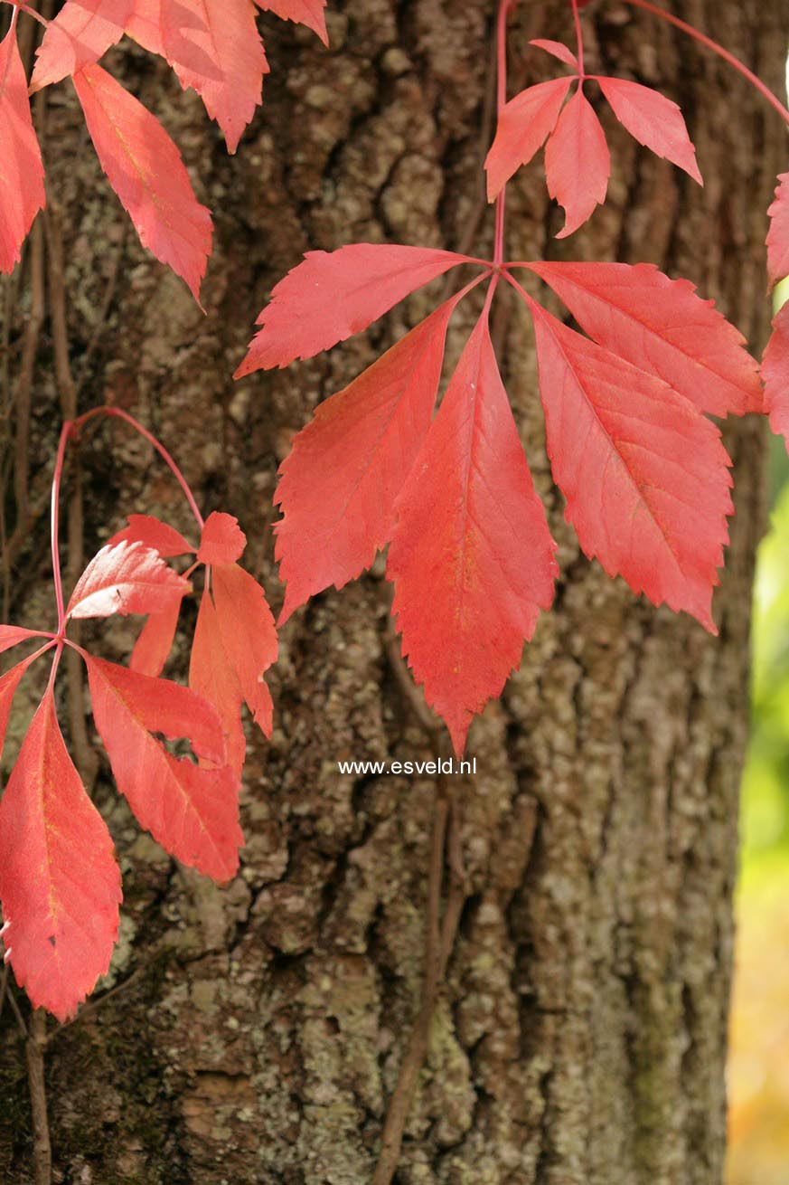 Parthenocissus quinquefolia var. engelmannii