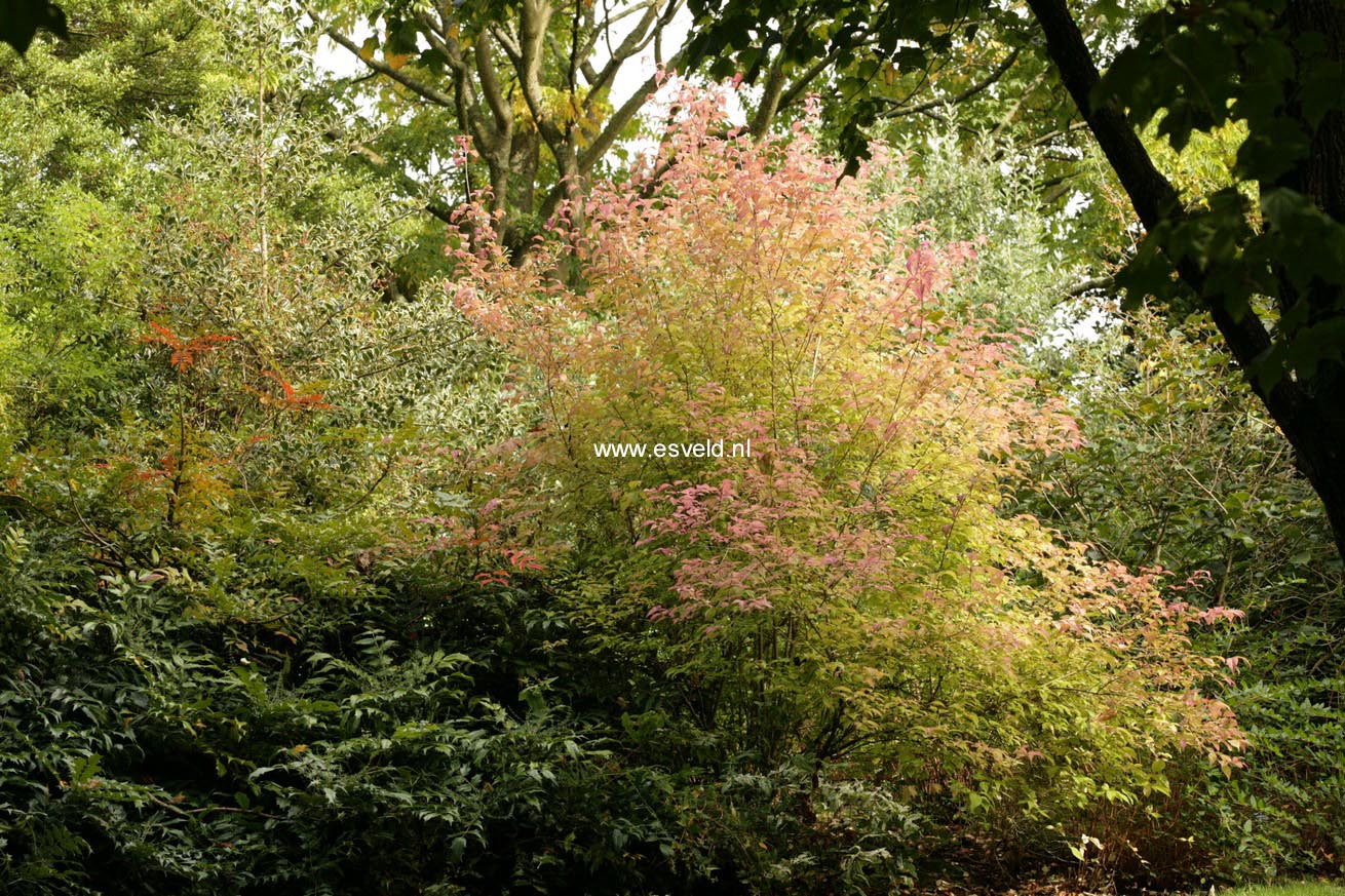 Callicarpa japonica