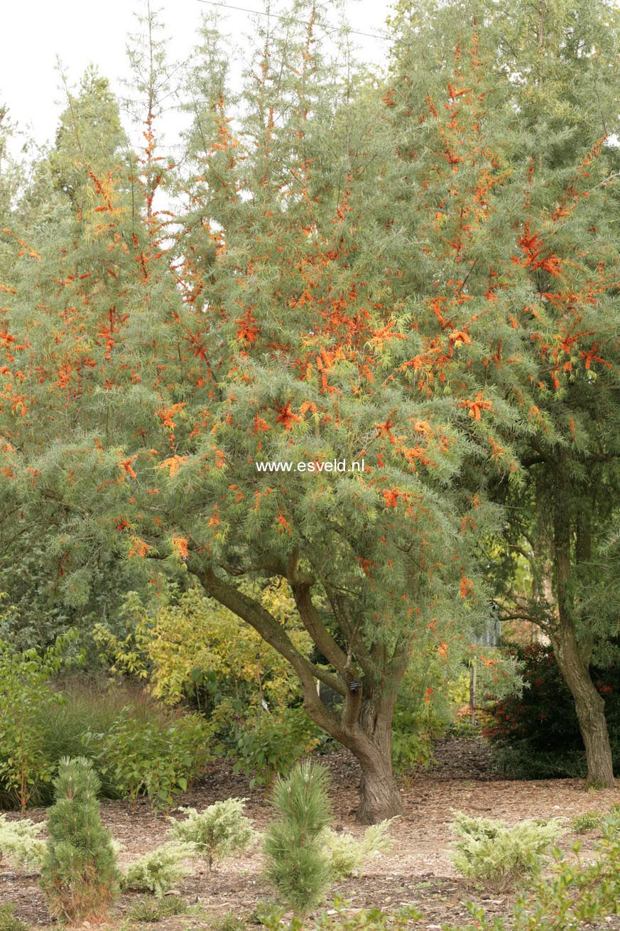 Hippophae rhamnoides