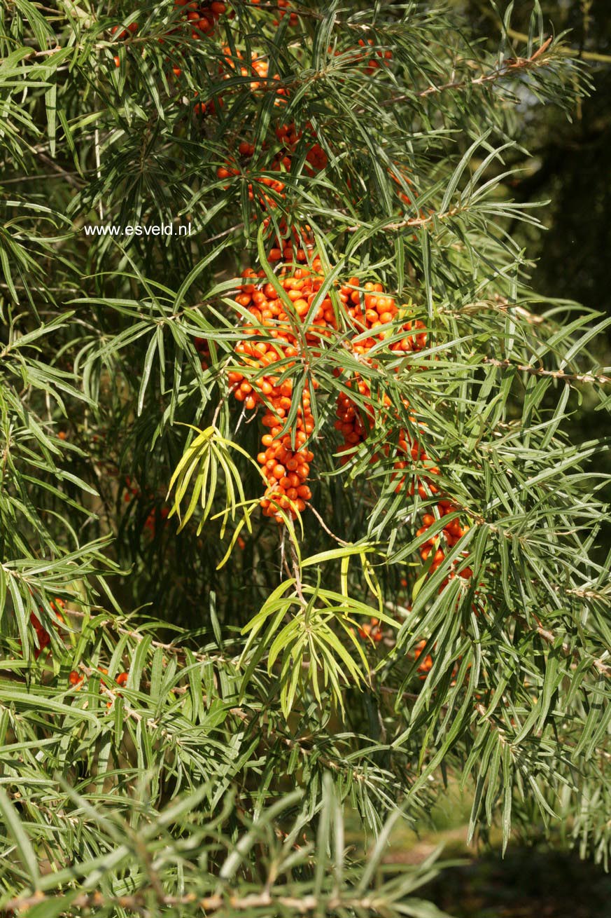 Hippophae rhamnoides