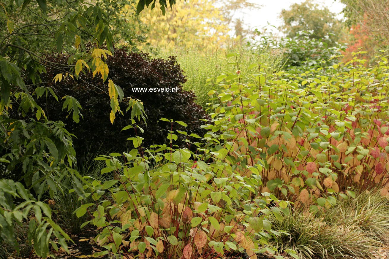 Cornus alba 'Sibirica'