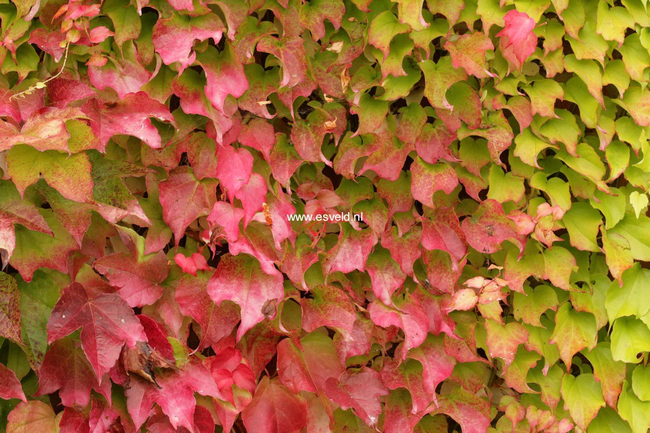 Parthenocissus tricuspidata 'Veitchii'