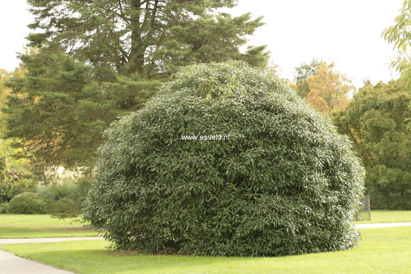 Viburnum globosum 'Jermyn's Globe'