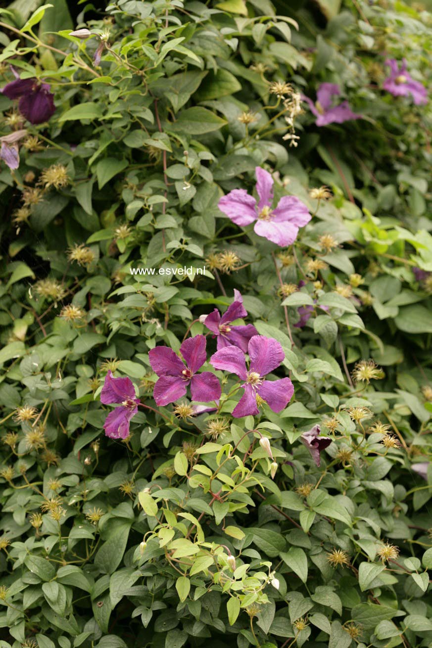 Clematis 'Polish Spirit'