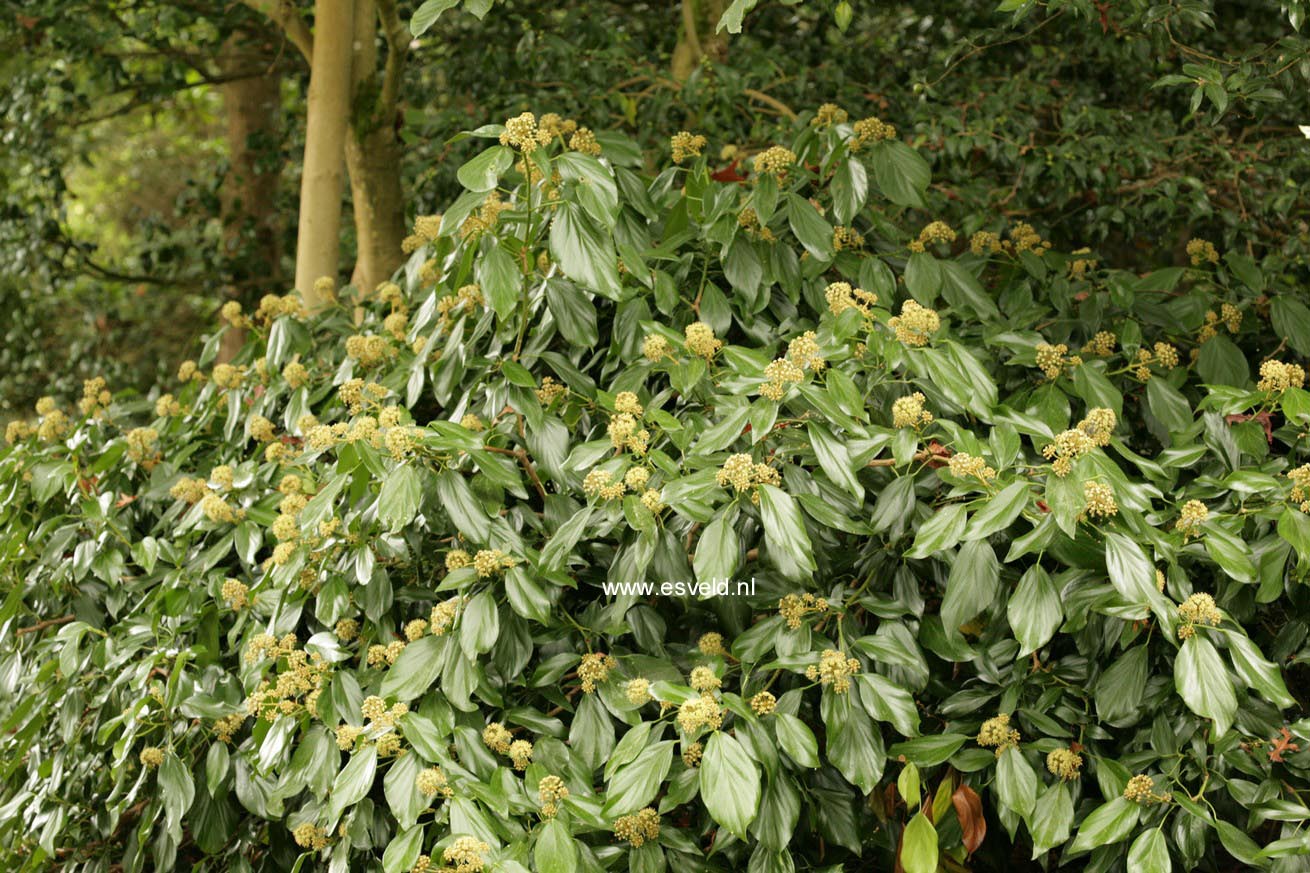 Hedera colchica 'Fall Favourite'