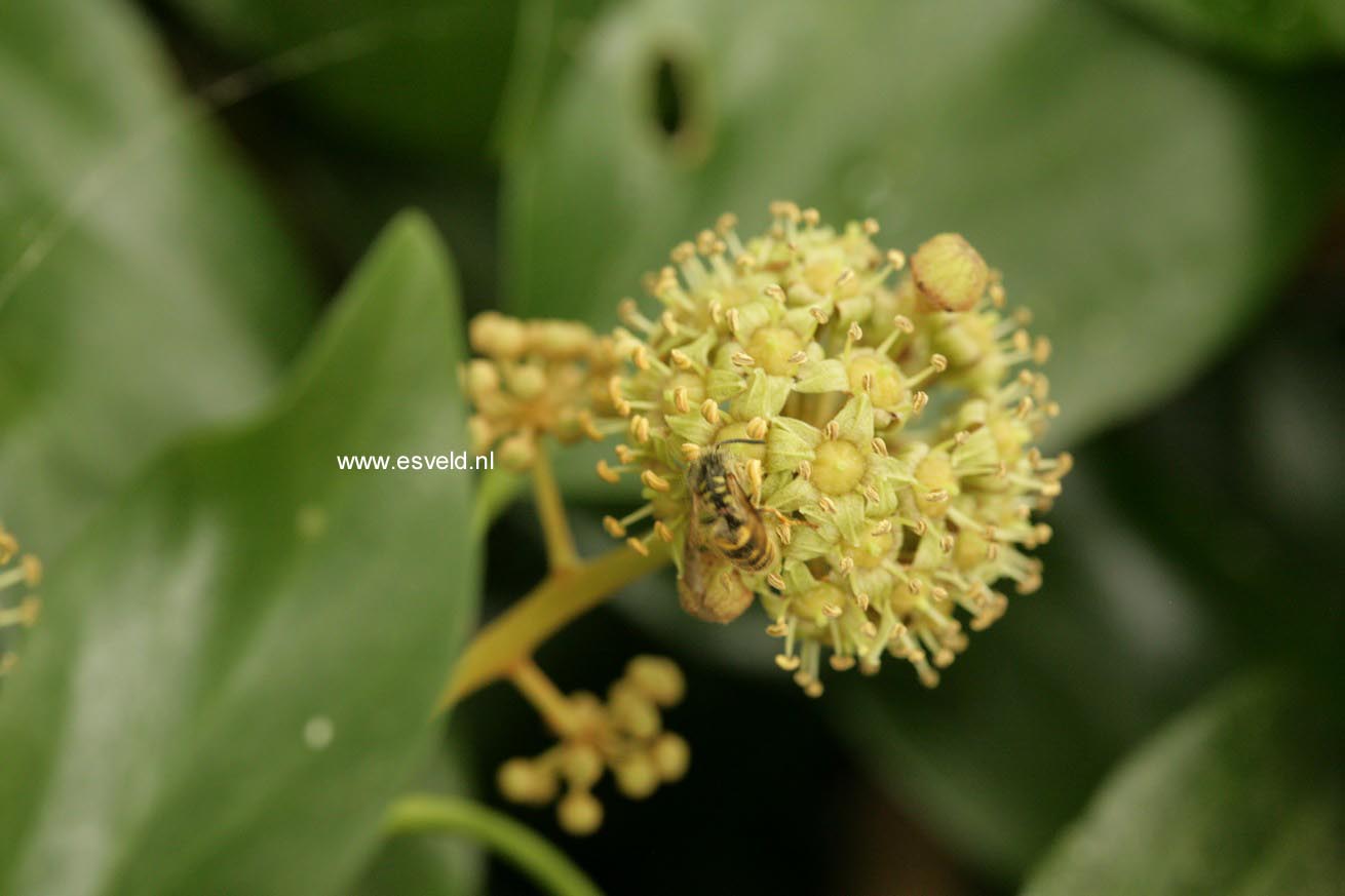 Hedera colchica 'Fall Favourite'