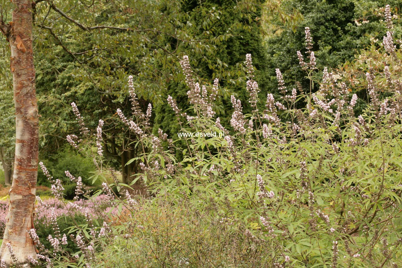 Vitex agnus-castus 'Rosea'