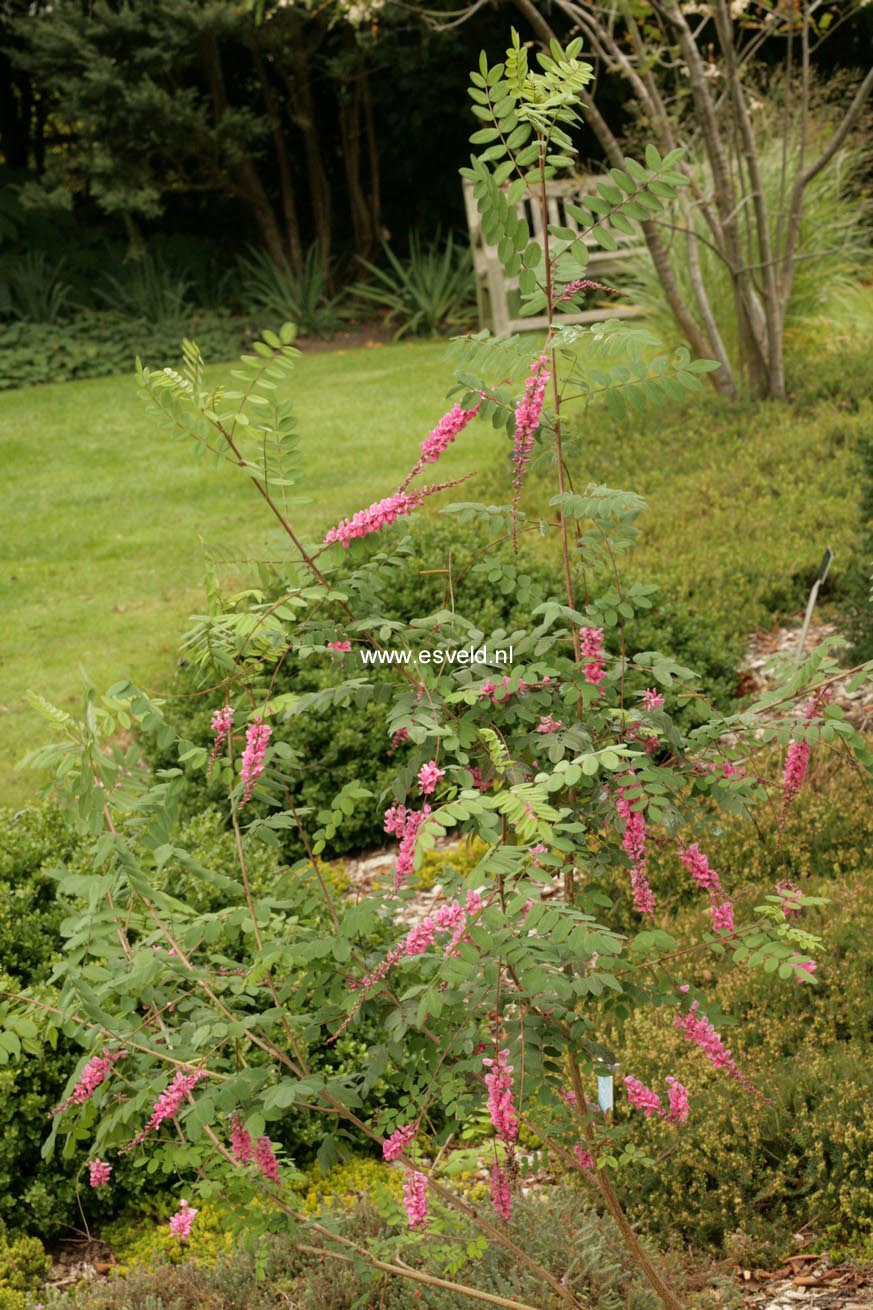 Indigofera amblyantha