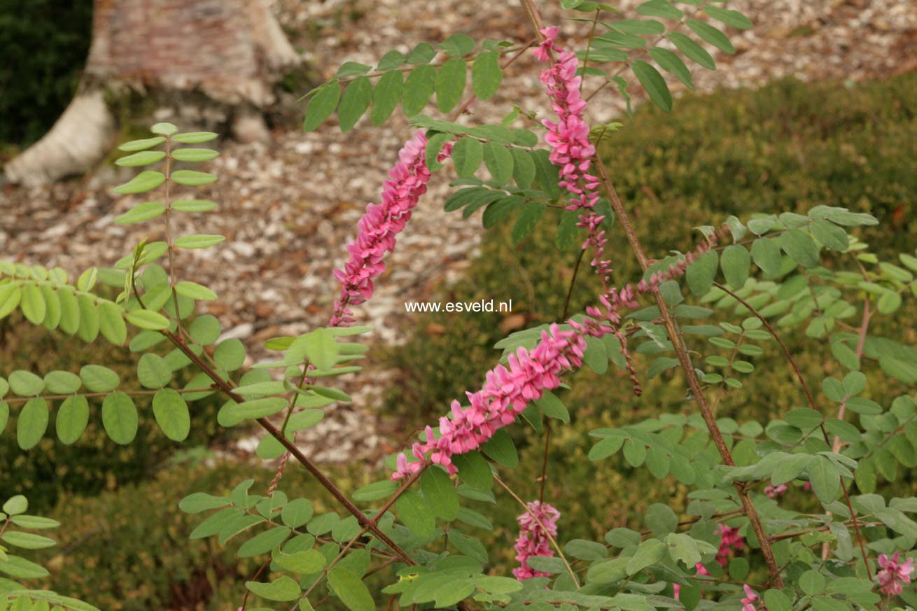 Indigofera amblyantha