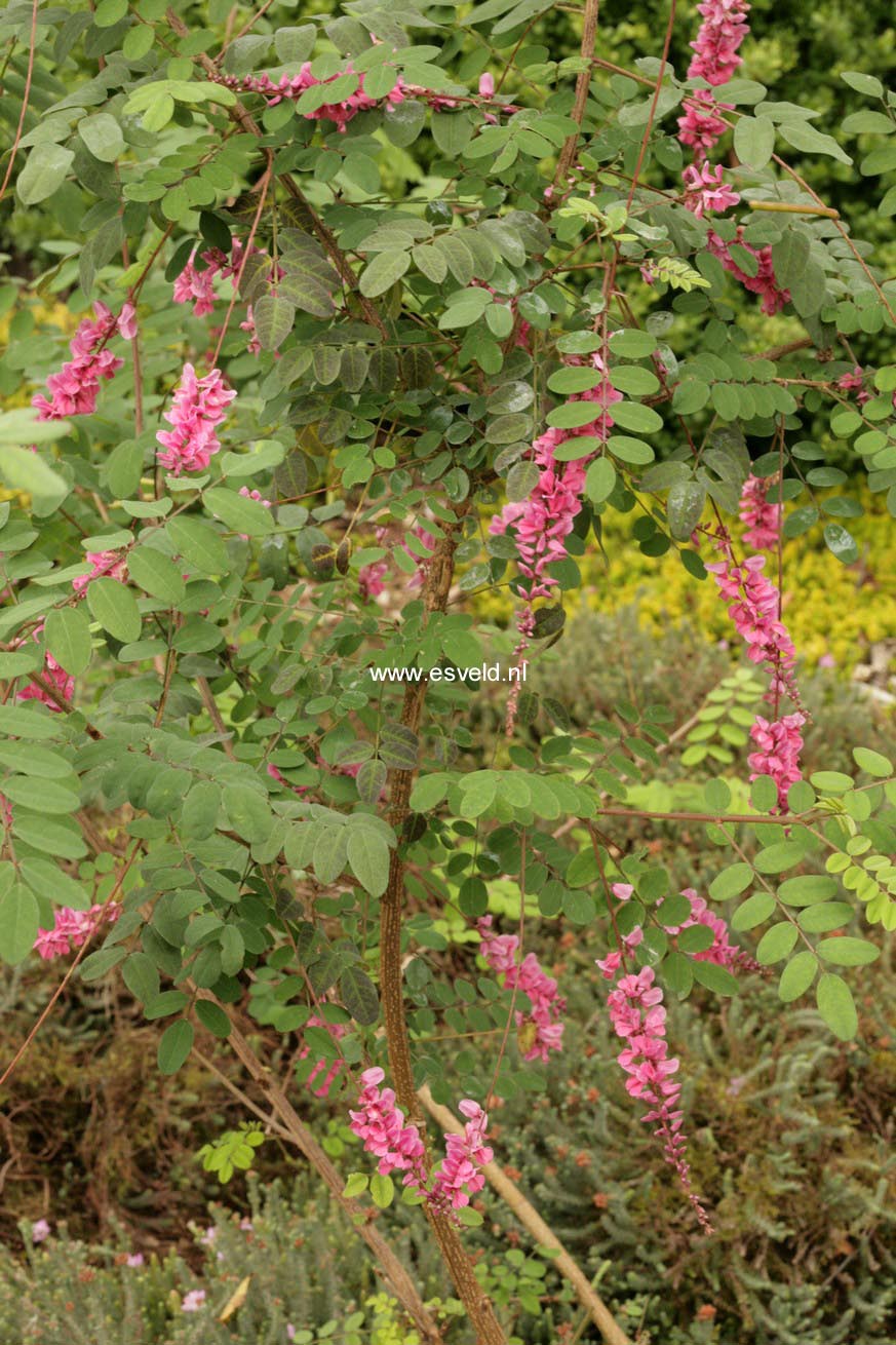 Indigofera amblyantha