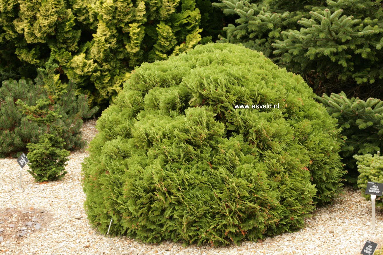 Picture And Description Of Thuja Occidentalis 'danica'