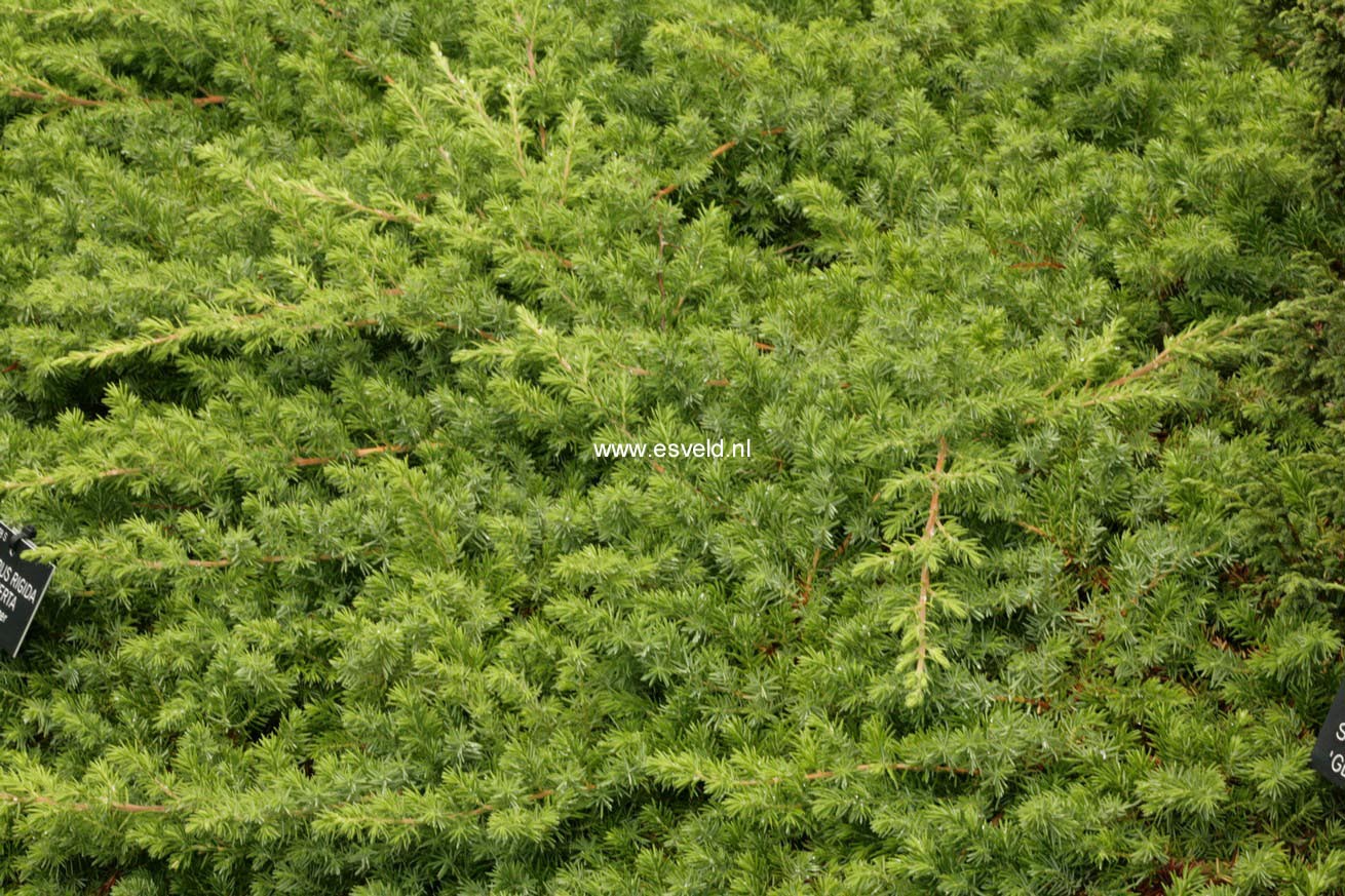 Juniperus conferta