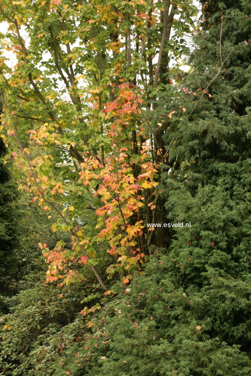 Acer saccharum 'Temple's Upright'