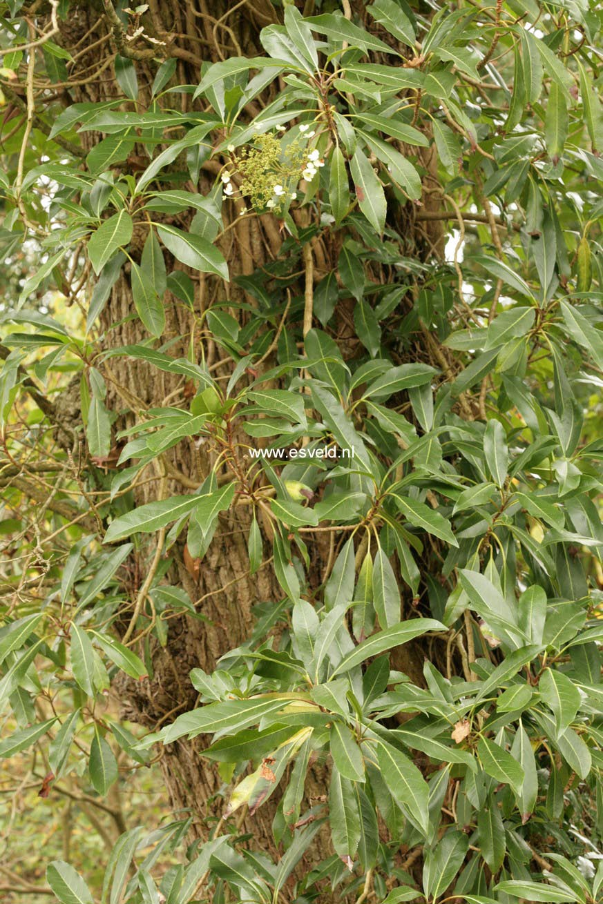 Hydrangea integrifolia