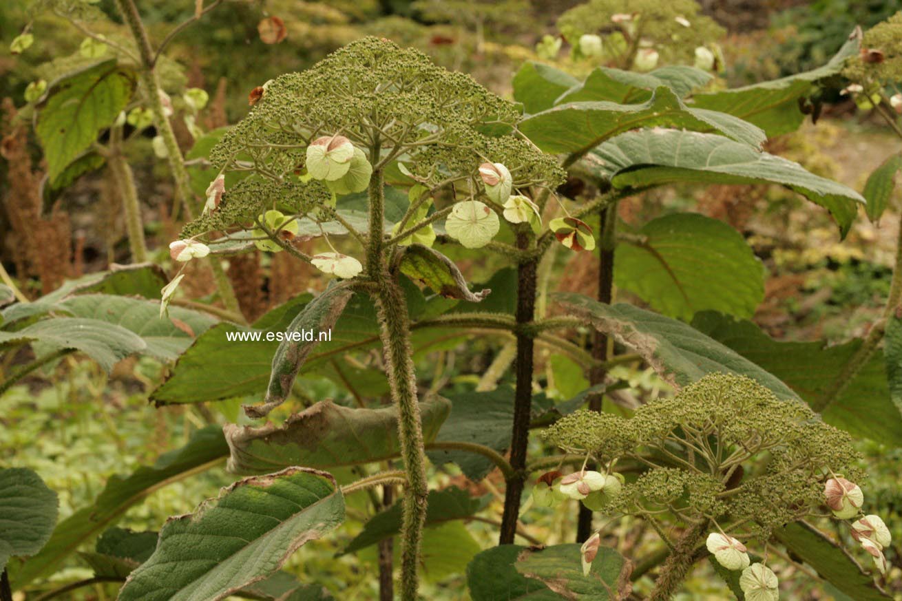 Hydrangea aspera subsp. robusta