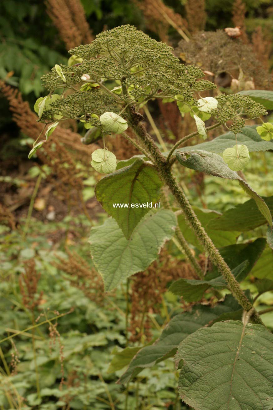 Hydrangea aspera subsp. robusta