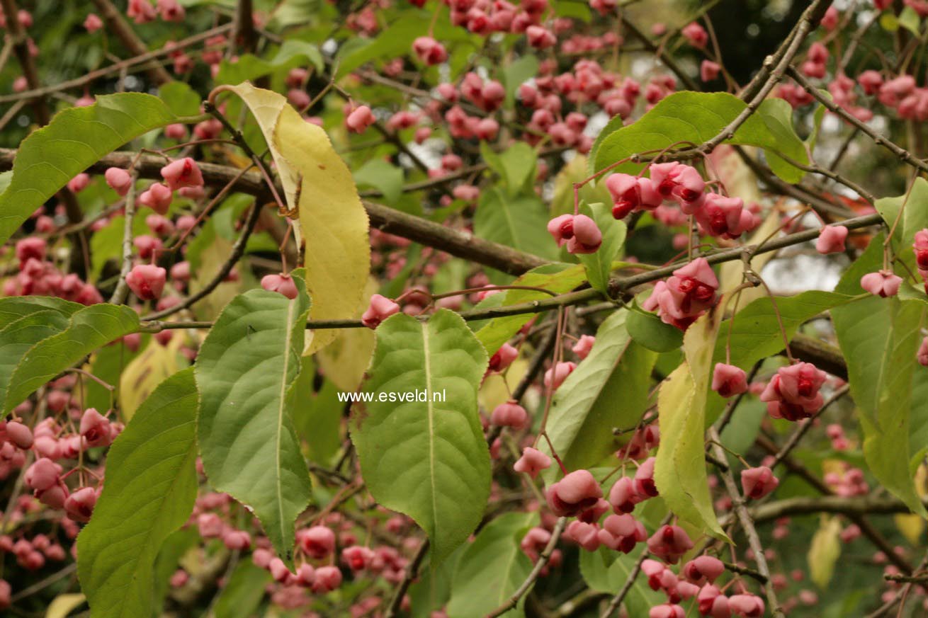 Euonymus oxyphyllus