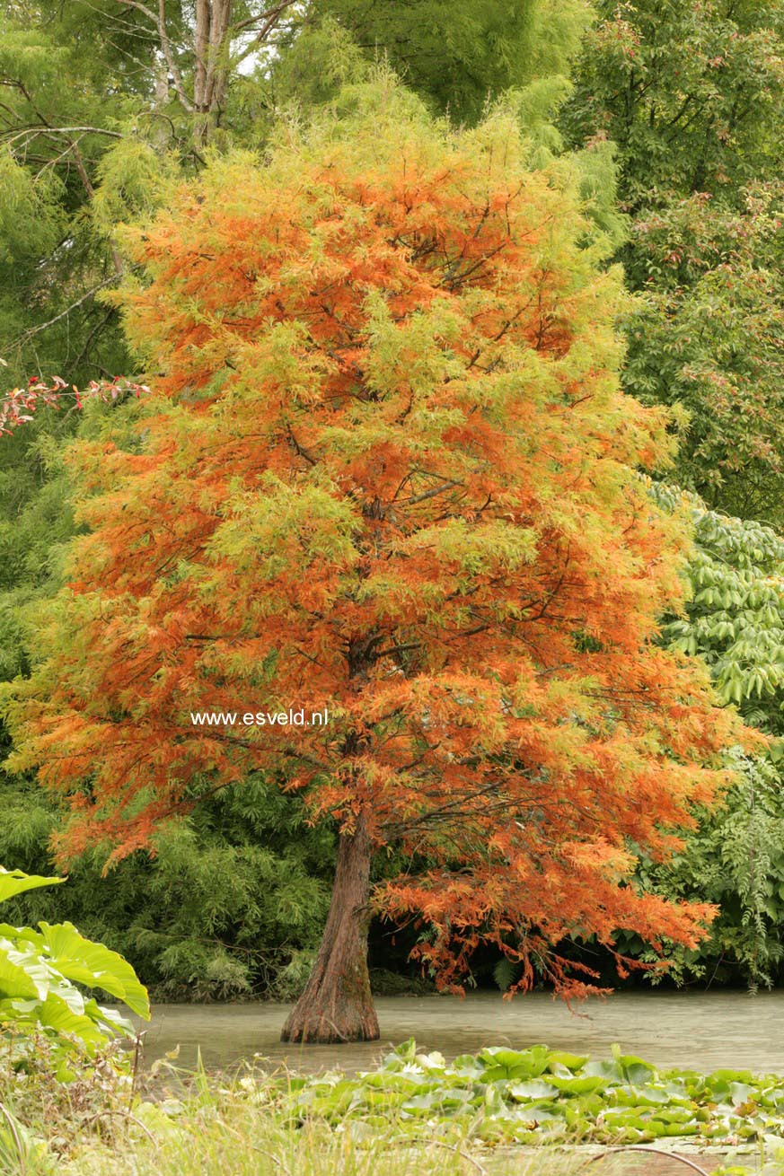 Taxodium distichum