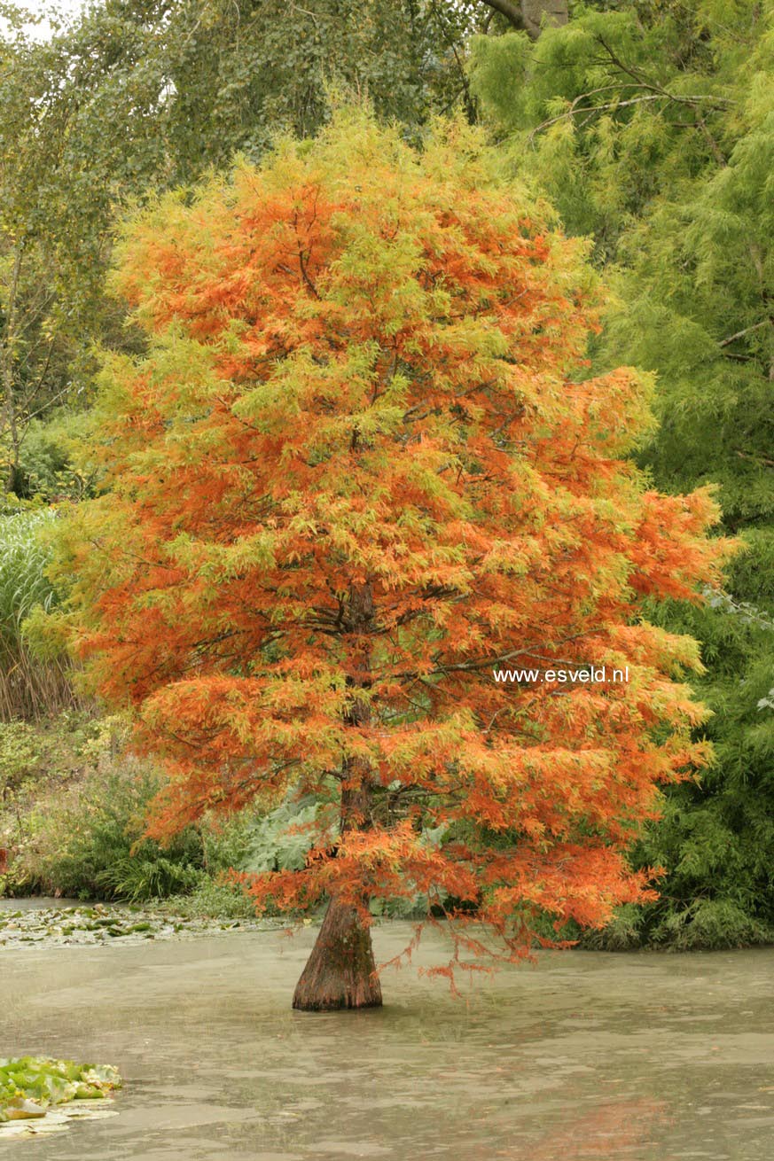 Taxodium distichum