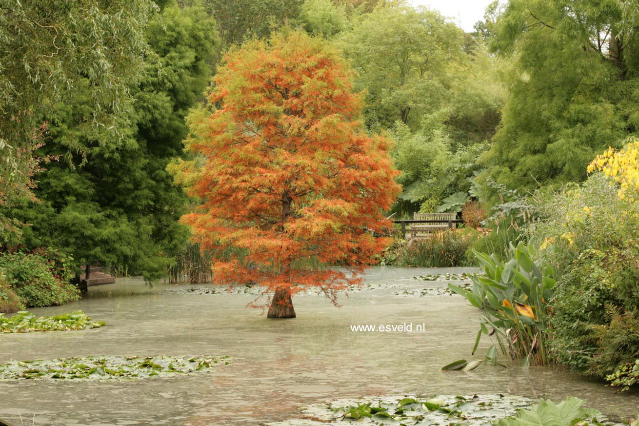 Taxodium distichum