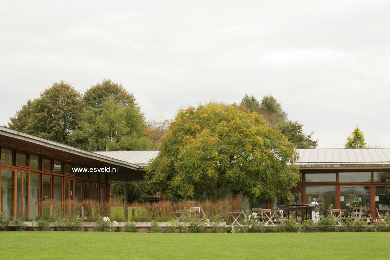 Koelreuteria paniculata