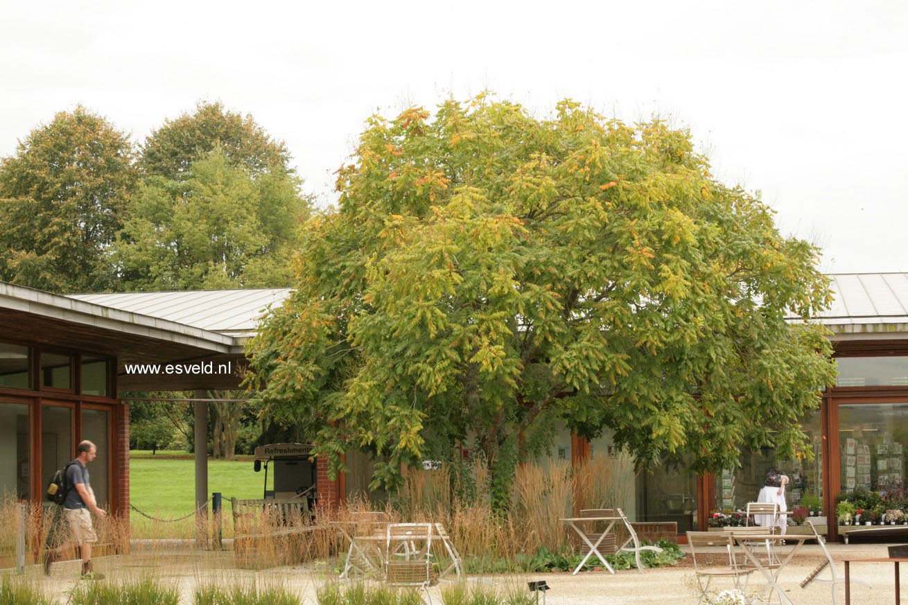 Koelreuteria paniculata