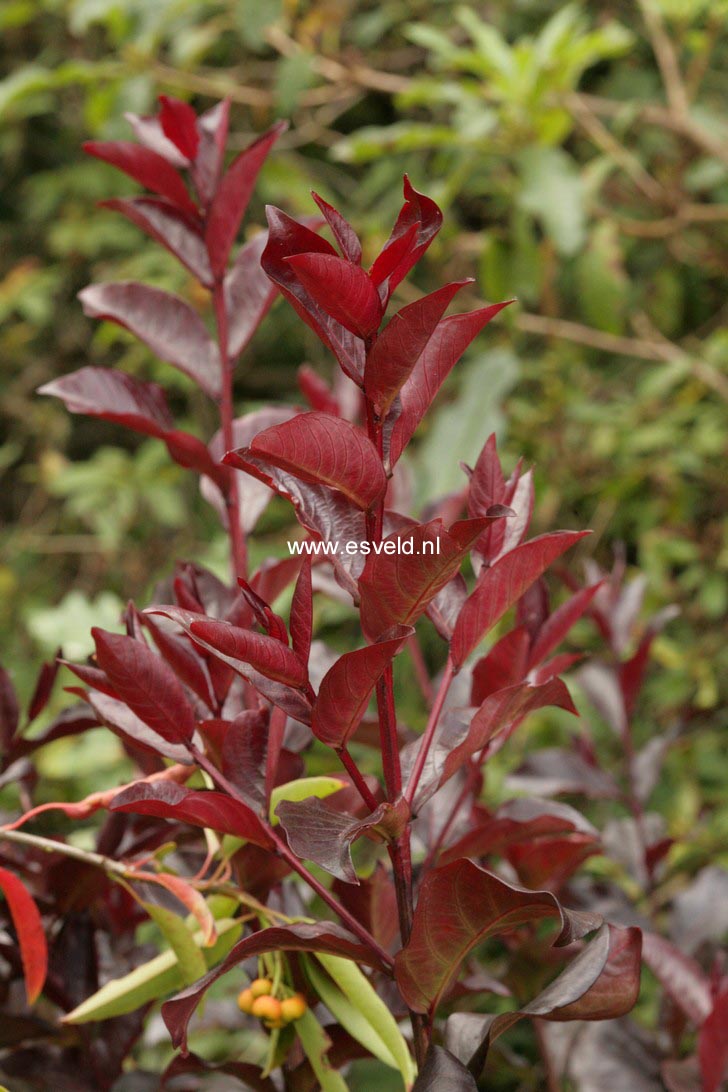 Lagerstroemia indica