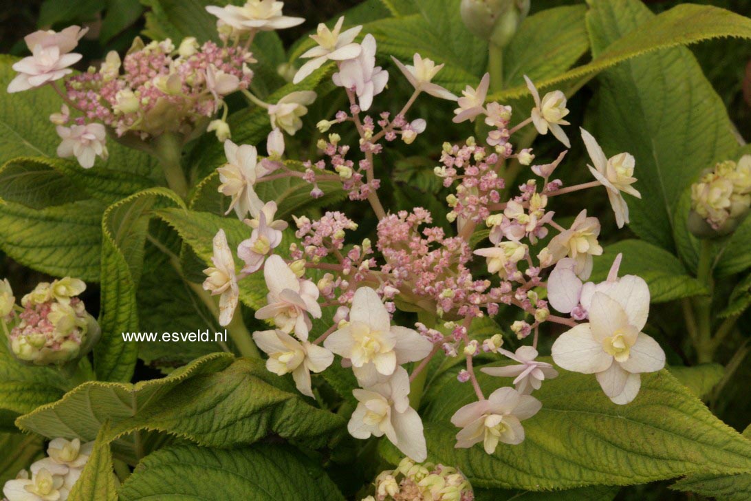 Hydrangea involucrata 'Yoraku tama'