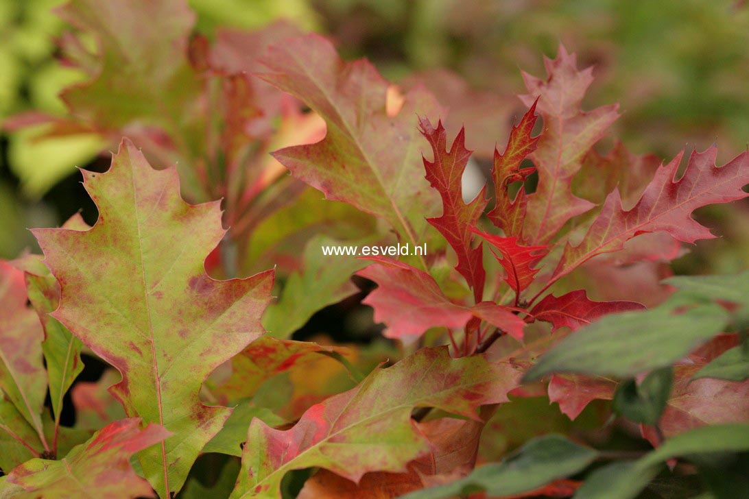 Quercus palustris 'Isabel'