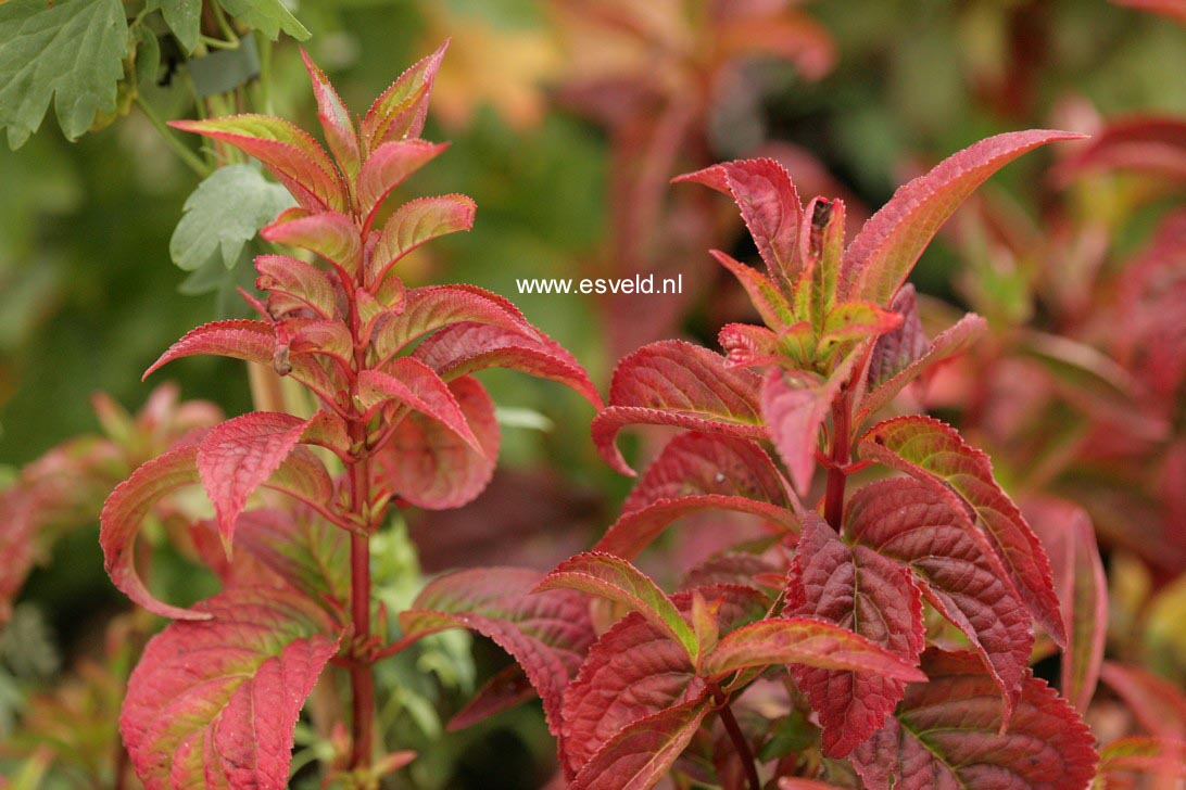 Hydrangea serrata 'Autumn Fire'