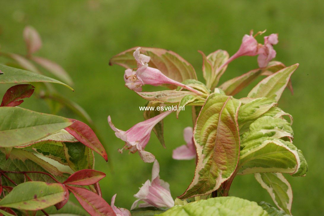 Weigela florida 'Caricature'