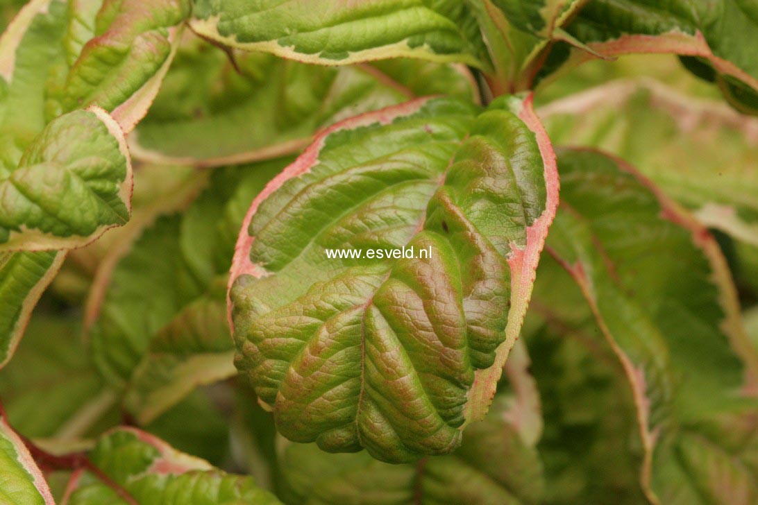 Weigela florida 'Caricature'