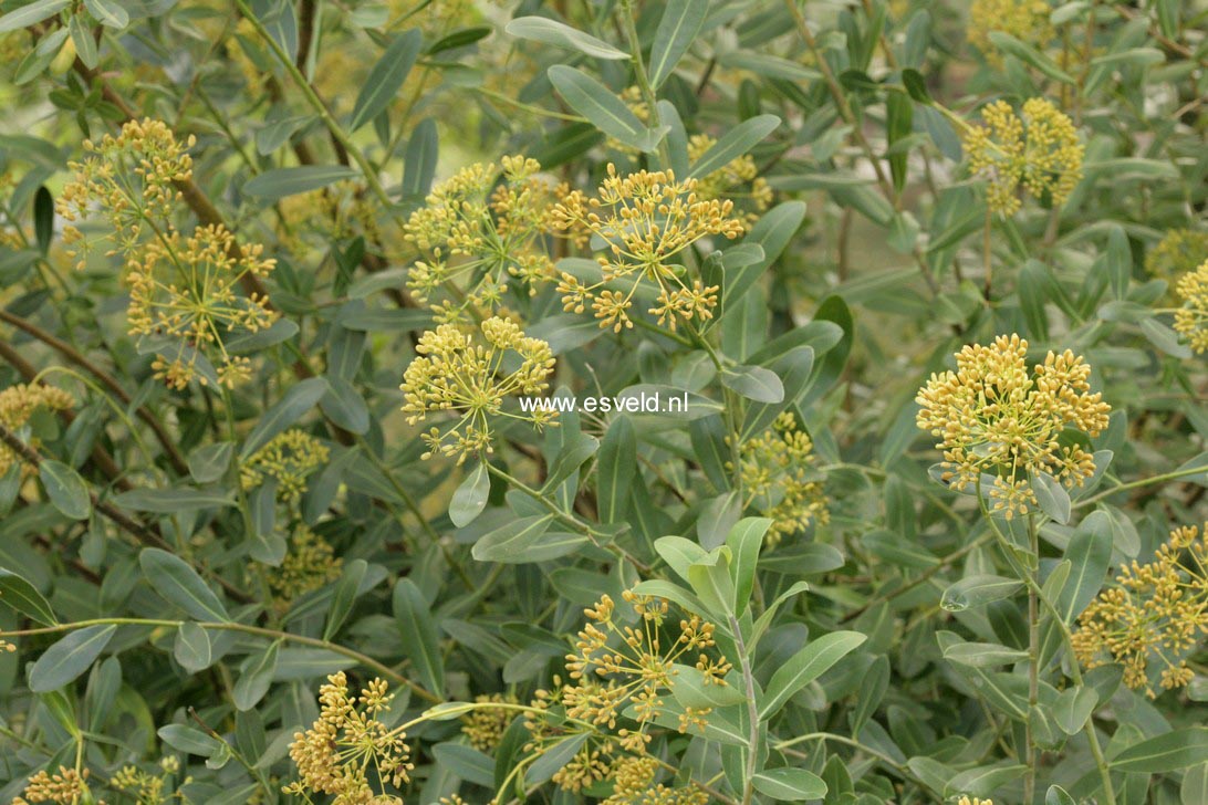 Bupleurum fruticosum