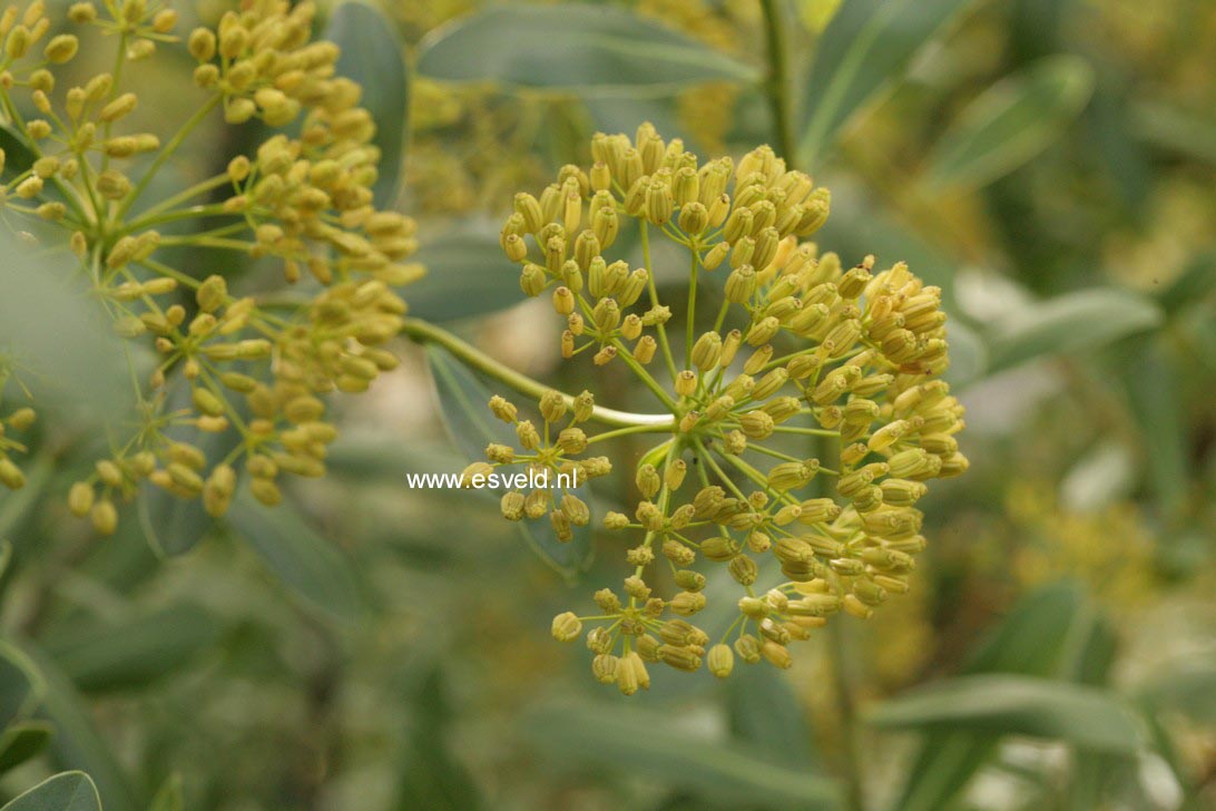 Bupleurum fruticosum