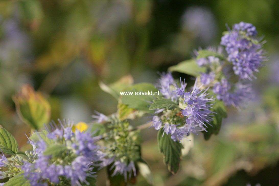 Caryopteris incana