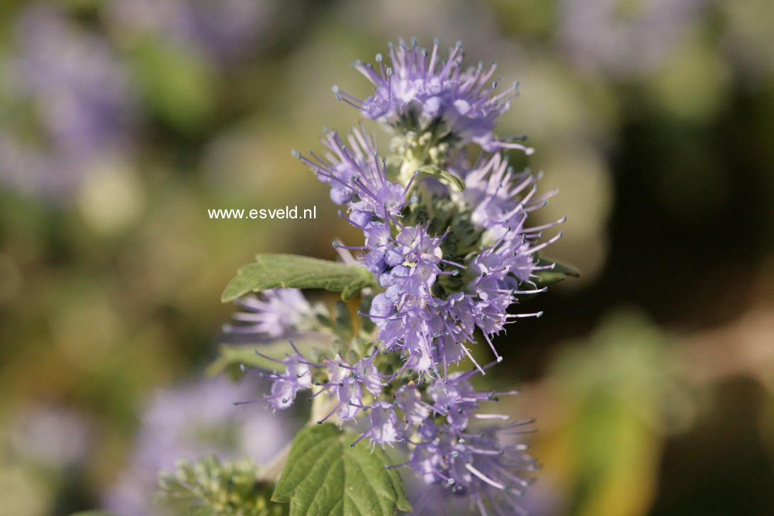 Caryopteris incana