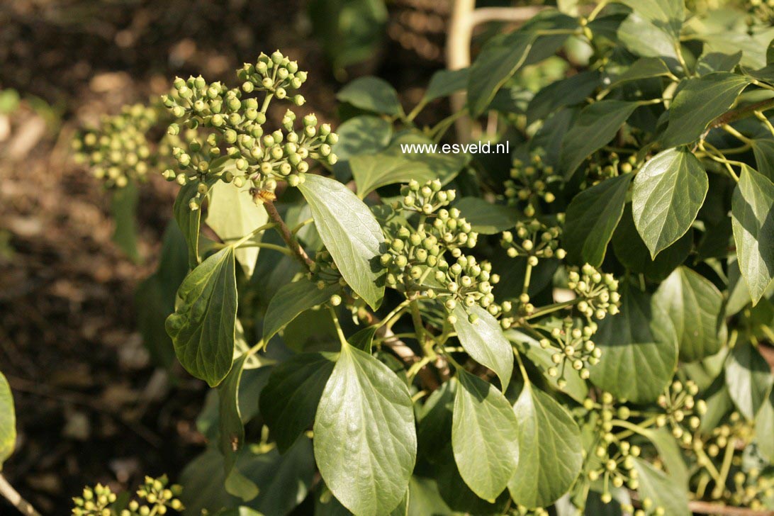 Hedera nepalensis sinensis