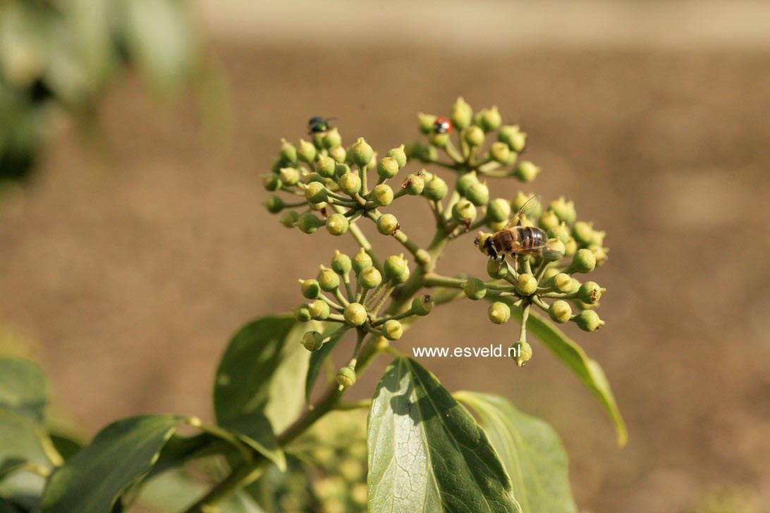 Hedera nepalensis sinensis