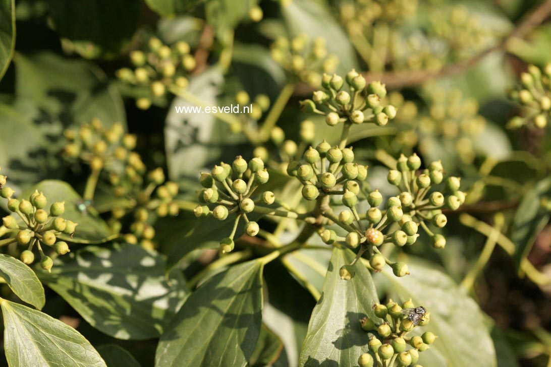 Hedera nepalensis sinensis