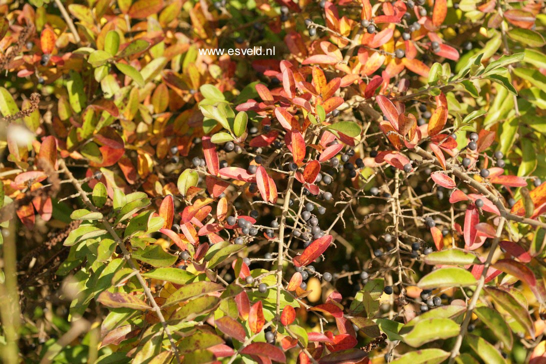 Ligustrum obtusifolium regelianum